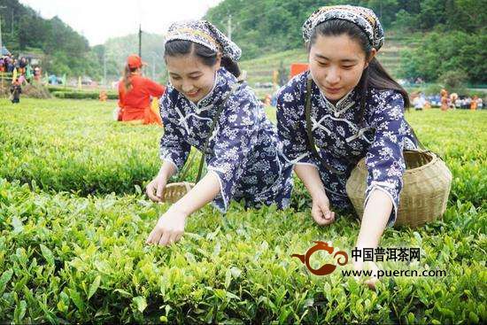 解析鳳凰單樅茶獨(dú)特的采制工藝（收藏）