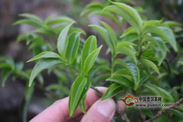 潮州鳳凰單叢茶獨(dú)特“山韻”的成因（收藏）