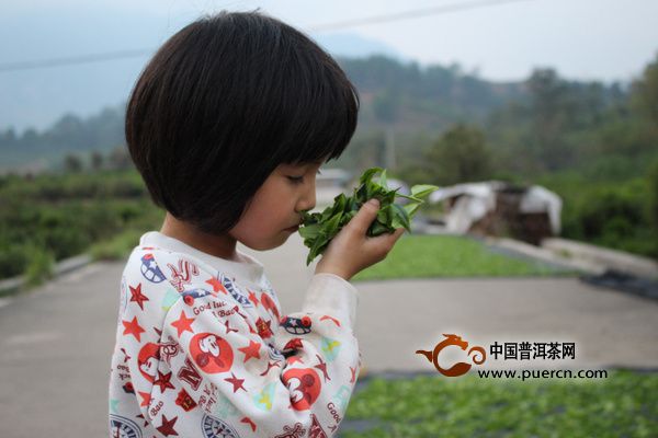 潮州鳳凰單叢茶獨(dú)特“山韻”的成因（收藏）