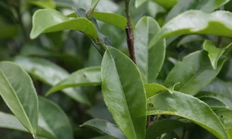 鳳凰單樅茶驚人的保健功效 鳳凰單樅茶的奇怪茶名（收藏）