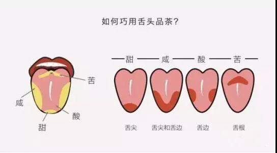 如何正確品鑒鳳凰單叢？（收藏）