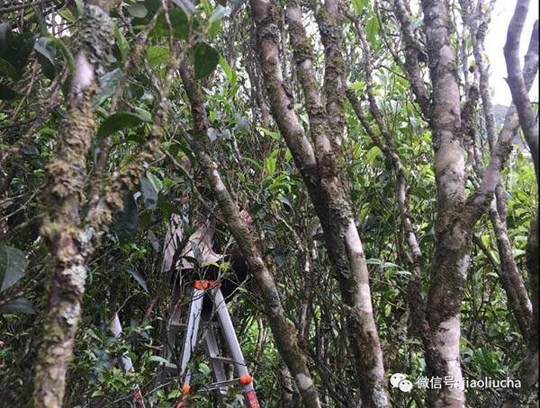 鳳凰單叢茶：以香型眾多“獨孤求拜”？制作工藝繁復？（收藏