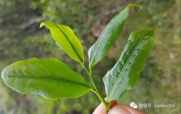 鳳凰單叢茶：以香型眾多“獨孤求拜”？制作工藝繁復？（收藏