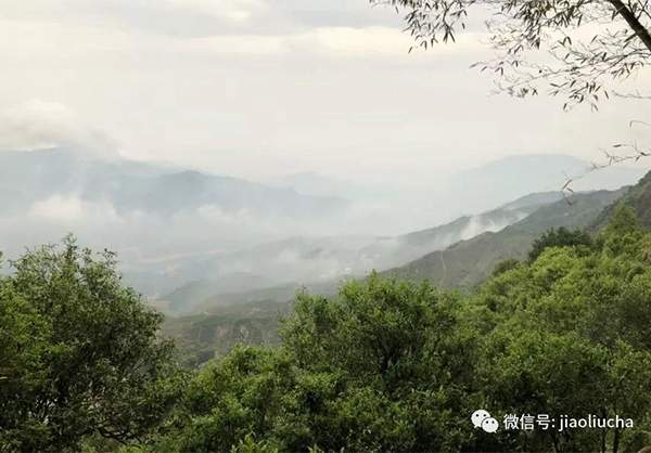 鳳凰單叢茶的“山韻味”？（收藏）