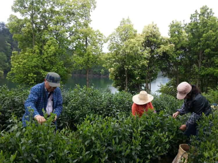 漫談廣東烏龍茶——鳳凰單從（收藏）