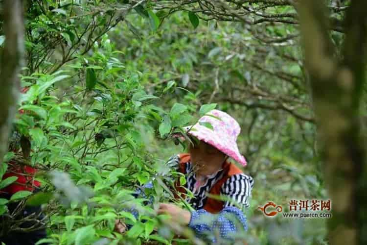 鳳凰單樅屬于什么茶？一文了解鳳凰單叢（收藏）