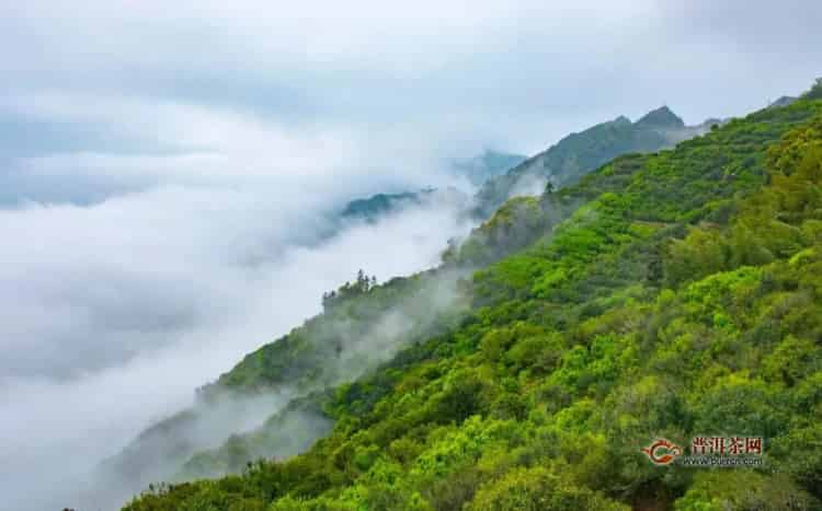 鳳凰單樅屬于什么茶？一文了解鳳凰單叢（收藏）