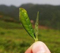 月光白茶和福鼎白茶哪個(gè)好？（收藏）