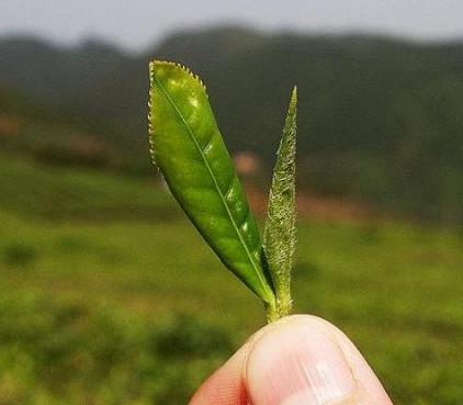 月光白茶和福鼎白茶哪個(gè)好？（收藏）