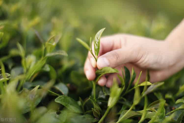 喝紅茶能降血脂嗎（紅茶的介紹和功效）