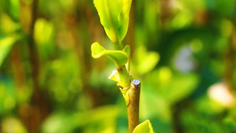 龍井茶的制作工藝流程？