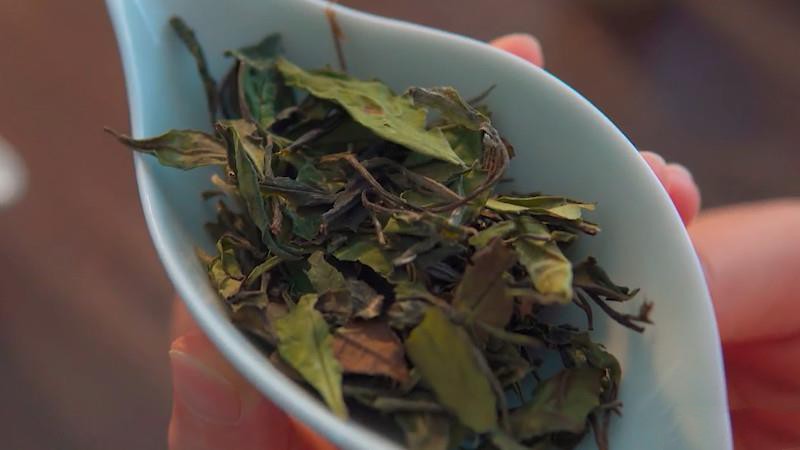 安吉白茶是十大名茶之一嗎？