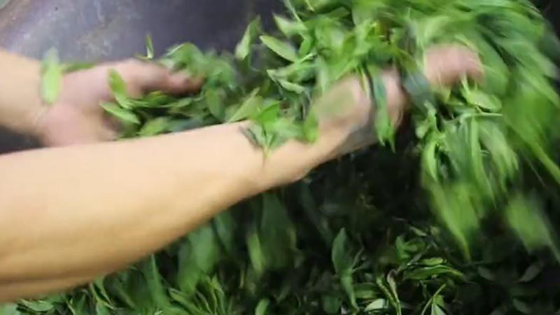 茶葉是怎么制作出來(lái)的？