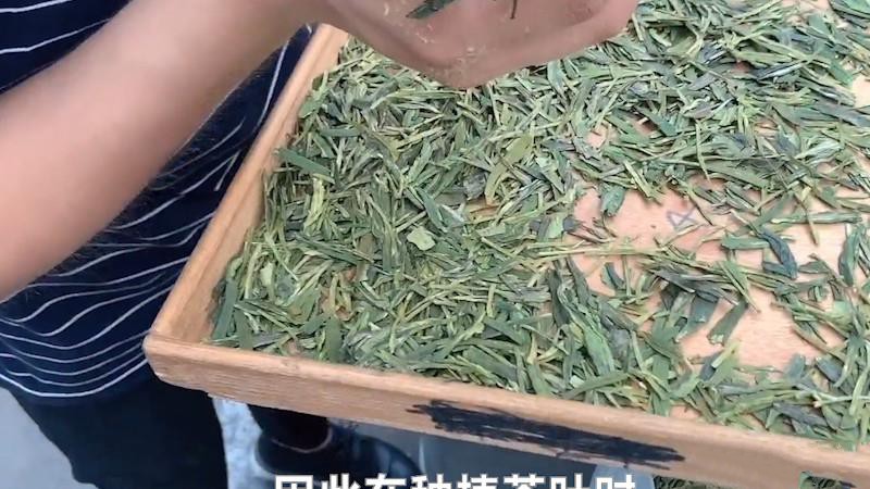 茶葉的種植方法步驟？