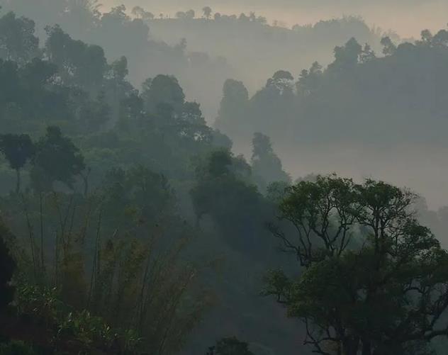 勐宋古樹茶特點，勐宋古樹茶價格多少錢一斤？