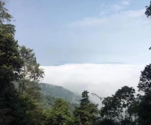 易武麻黑古樹茶特點_麻黑是易武普洱茶的“晴雨表”