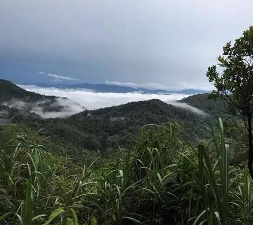 天門山古樹茶特點(diǎn)_天門山是易武最高的高桿古樹茶園