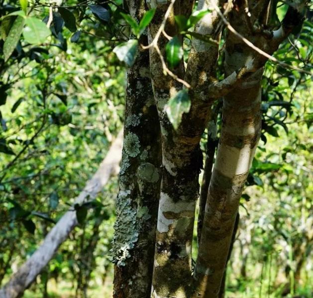 易武大漆樹古樹茶特點_大漆樹茶外柔內剛，香醇而不張揚