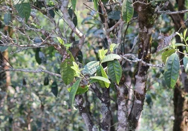 易武荒田古樹茶特點(diǎn)_石屏人在荒田以茶為生