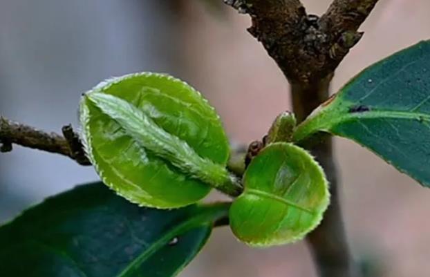 倚邦貓耳朵茶_“貓耳朵”是一種什么茶？