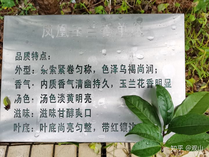 鳳凰單叢茶十大香型