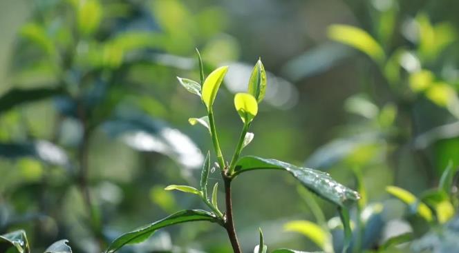 普洱茶價(jià)格_普洱茶一般多少錢一斤？不同的茶不同的價(jià)