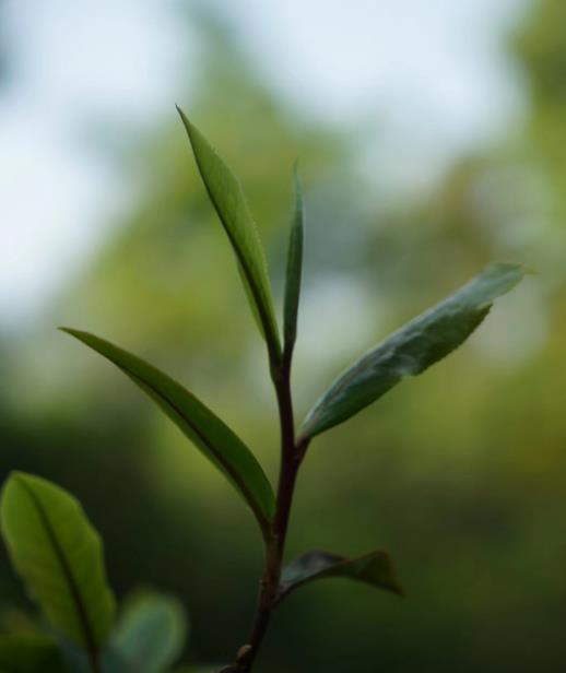 景邁古樹茶的特點_景邁山古樹普洱茶的口感特點