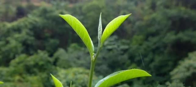 喬木茶和古樹茶、臺地茶的區(qū)別_喬木茶屬于什么茶？