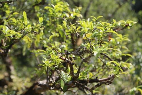 普洱茶古樹(shù)茶_云南古樹(shù)茶簡(jiǎn)介