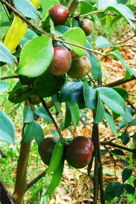 教你三分鐘就可以區(qū)分油茶樹、茶葉樹、茶花樹