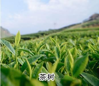 教你三分鐘就可以區(qū)分油茶樹、茶葉樹、茶花樹