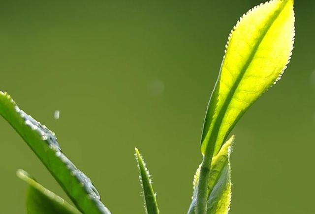 種植無公害茶葉需注意