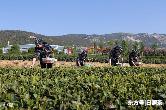 山東日照：中國最北端的綠茶！