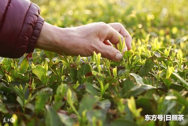 山東日照：中國最北端的綠茶！