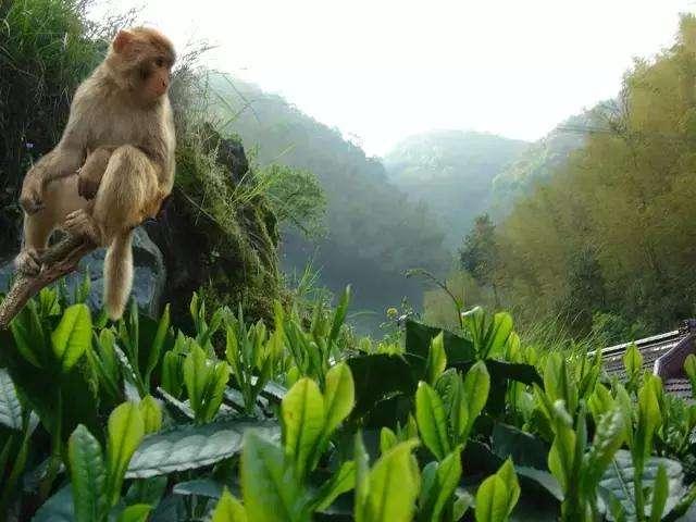 聽說你很有錢？抱歉，這些茶葉你還真喝不到！