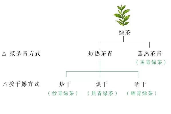 分不清綠茶的種類？一張圖幫你理清（收藏）