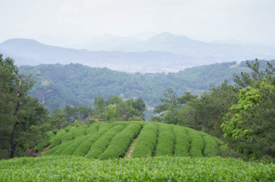 武夷山野茶屬于什么茶_武夷山野茶是紅茶嗎？