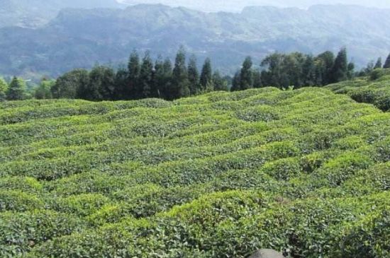 蒙頂山茶種類_蒙頂山哪種茶好？