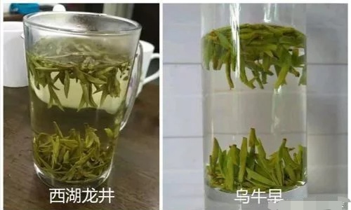 烏牛早和龍井的區(qū)別圖片_龍井43號(hào)和烏牛早茶的對(duì)比