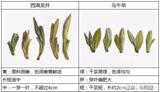 烏牛早和龍井的區(qū)別圖片_龍井43號(hào)和烏牛早茶的對(duì)比