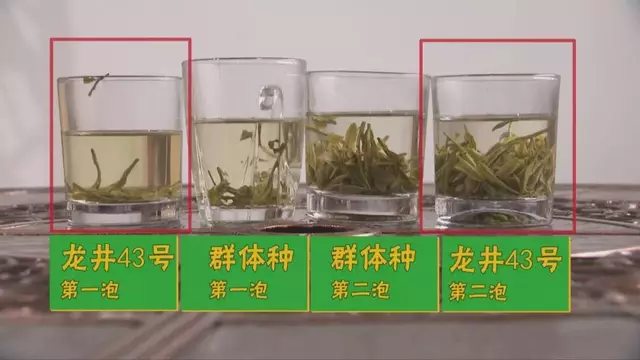 烏牛早和龍井的區(qū)別圖片_龍井43號(hào)和烏牛早茶的對(duì)比