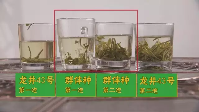 烏牛早和龍井的區(qū)別圖片_龍井43號(hào)和烏牛早茶的對(duì)比