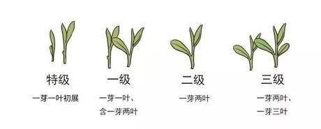 烏牛早和龍井的區(qū)別圖片_龍井43號(hào)和烏牛早茶的對(duì)比