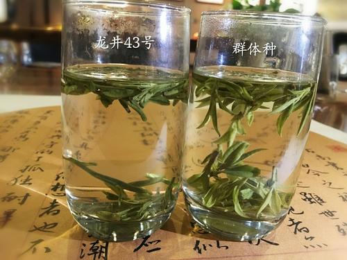 烏牛早和龍井的區(qū)別圖片_龍井43號(hào)和烏牛早茶的對(duì)比