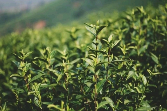 龍井是明前的好還是雨前的好_明前茶和雨前茶哪個好喝？