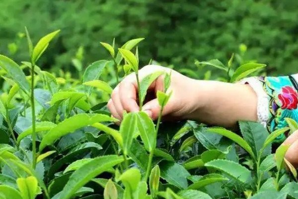 綠茶的制作流程五個(gè)步驟_綠茶的制作工藝流程