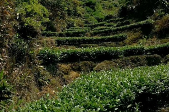 鐵觀音是哪里的特產_鐵觀音四大產地