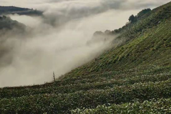 鐵觀音蘭花香怎么來的_鐵觀音的蘭花香是自然的嗎？