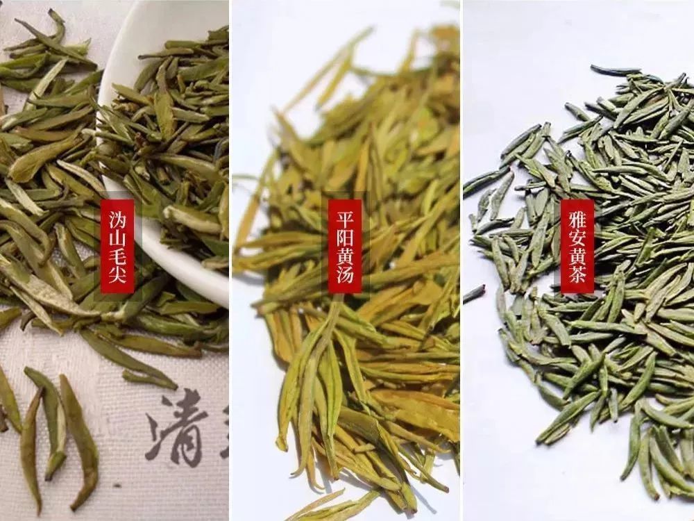 黃茶有哪些品種？這些黃茶品種你都喝過嗎？