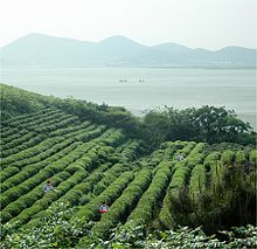 鐵觀音是哪個(gè)省的_鐵觀音生產(chǎn)的原產(chǎn)地是哪里